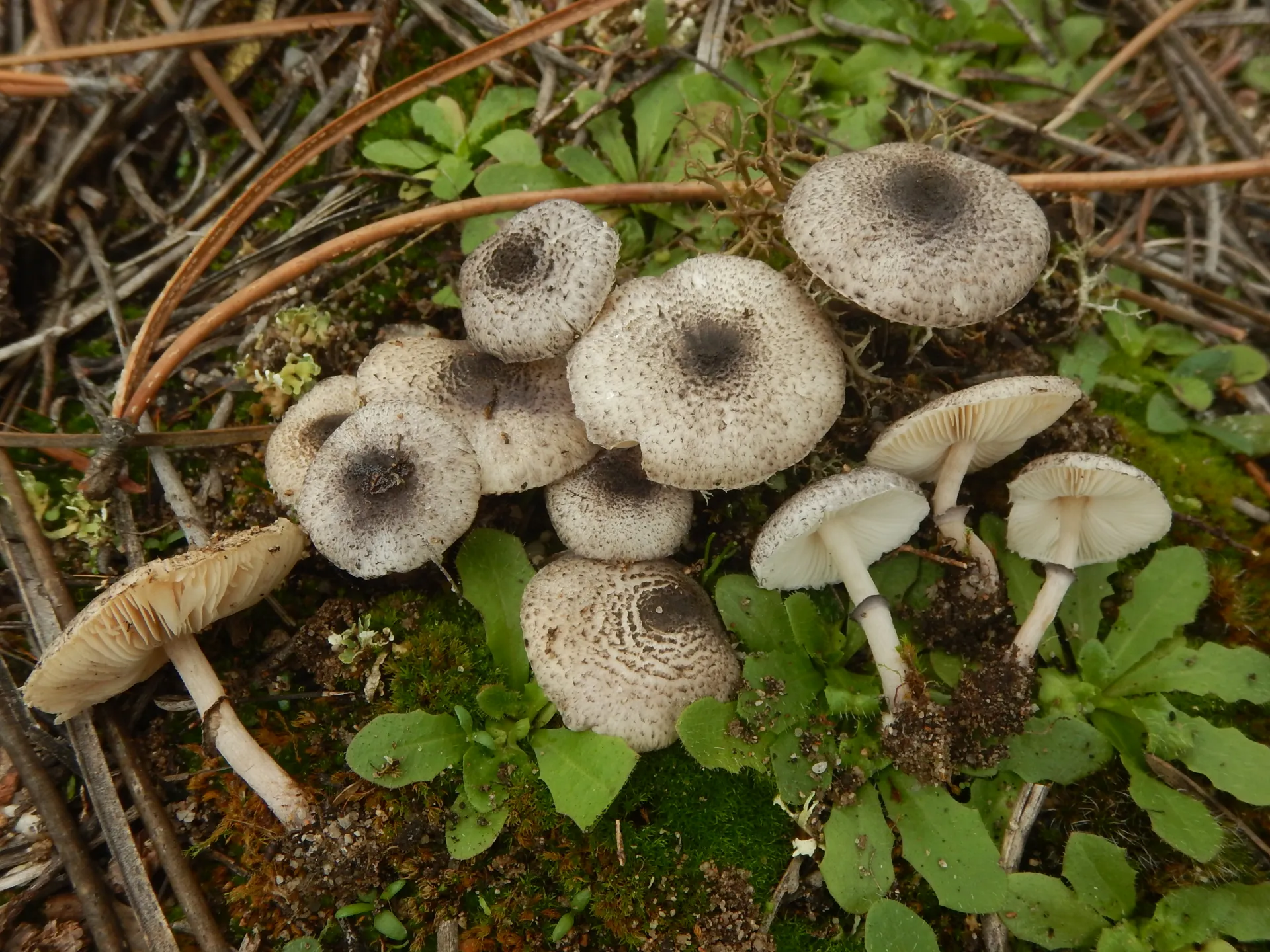 Leucoagaricus melanotrichus, 23-11-17 (2)